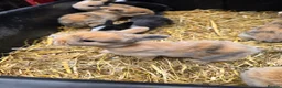 Mixed Breed rabbits for sale: Lionhead x dwarf lop in Grantham - Advert 13