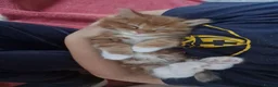 Norwegian Forest Cat cats for sale: Beautiful ginger Norwegian Forest fluffy kittens  - Advert 19