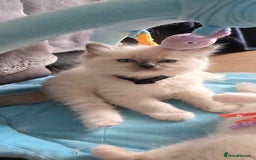 Ragdoll cats for sale: Beautiful  Blue point Mitted Ragdolls  - Image 11