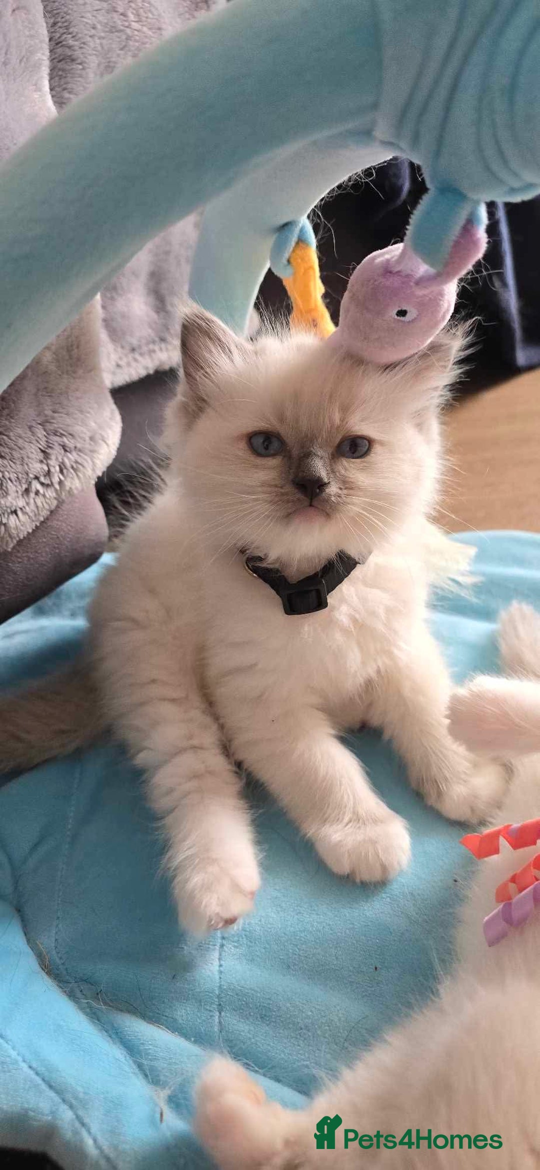 Ragdoll cats for sale: Beautiful  Blue point Mitted Ragdolls  - Image 11