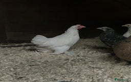 Chickens poultry for sale: FREE 2 month old Bantam cockerel  - Image 2