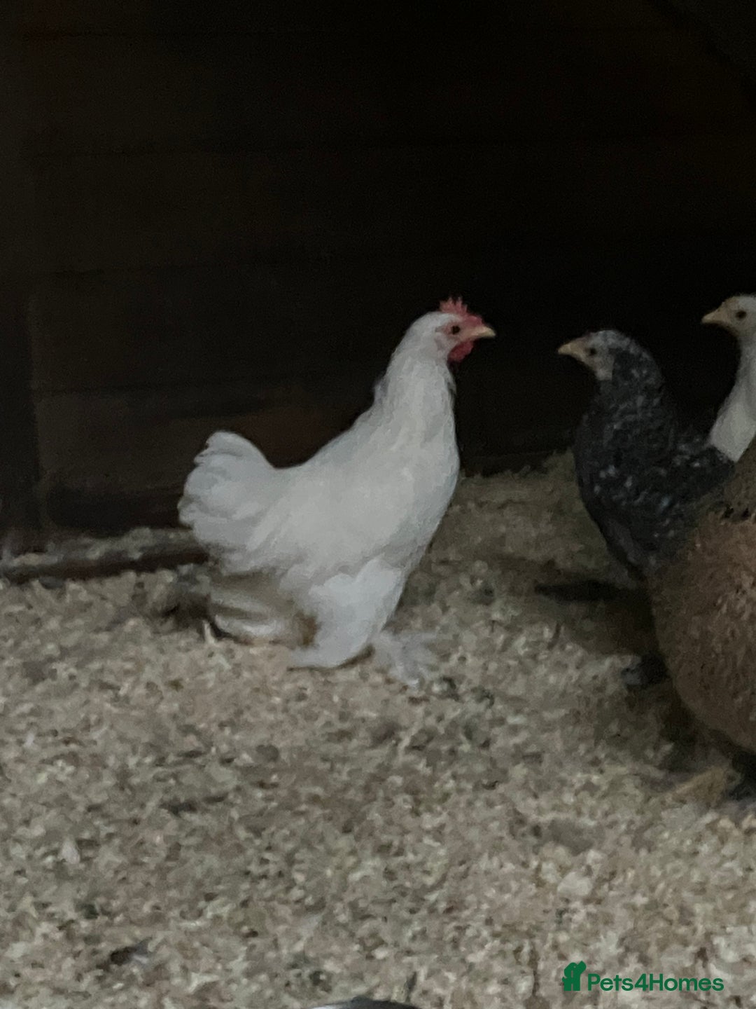 Chickens poultry for sale: FREE 2 month old Bantam cockerel  - Image 2