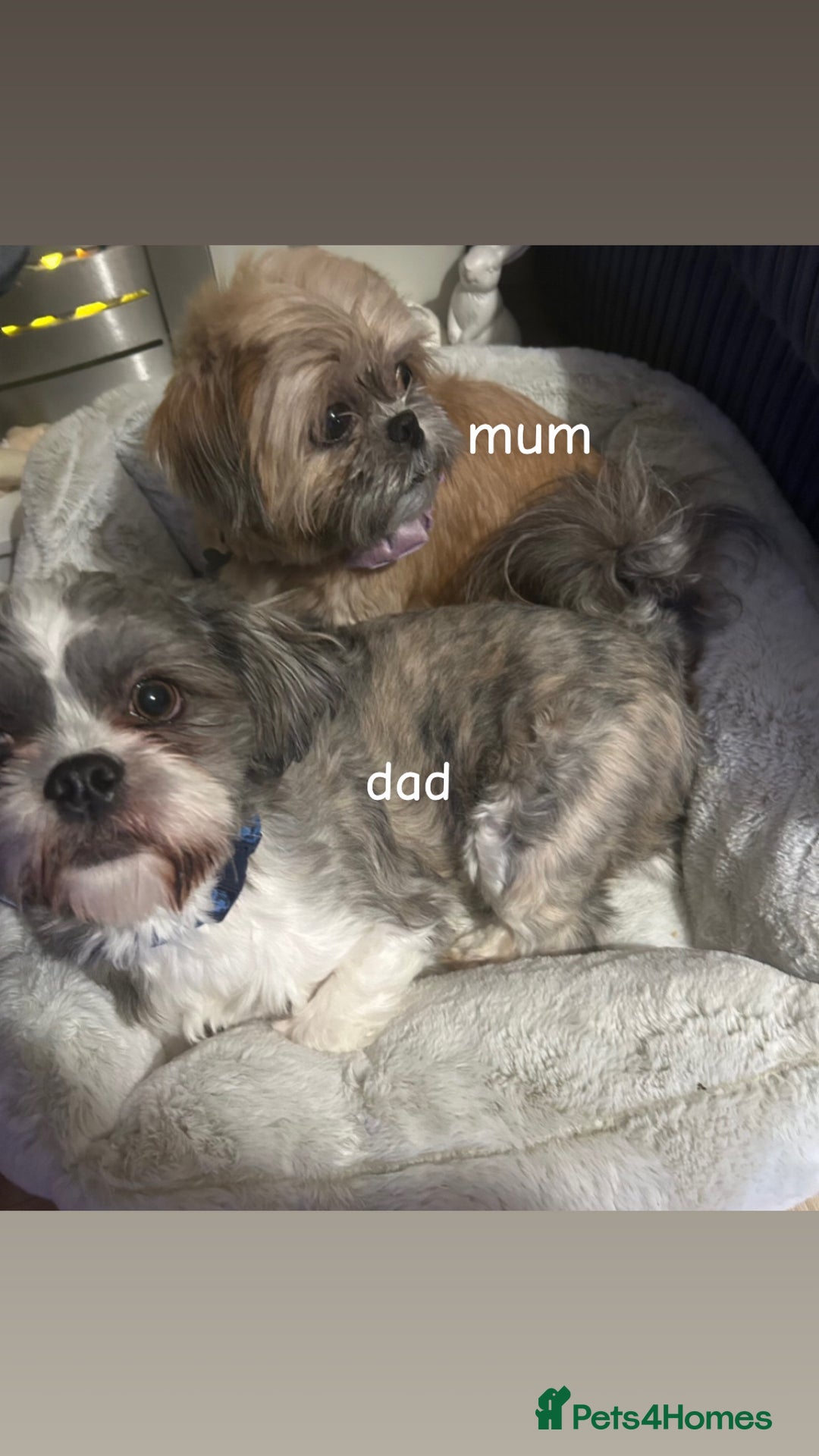 Shih Tzu dogs for sale: 3 adorable shih tzu puppies for sale - Advert 8