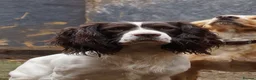 English Springer Spaniel dogs for stud: Proven KC registered Springer Spaniel for stud - Advert 1