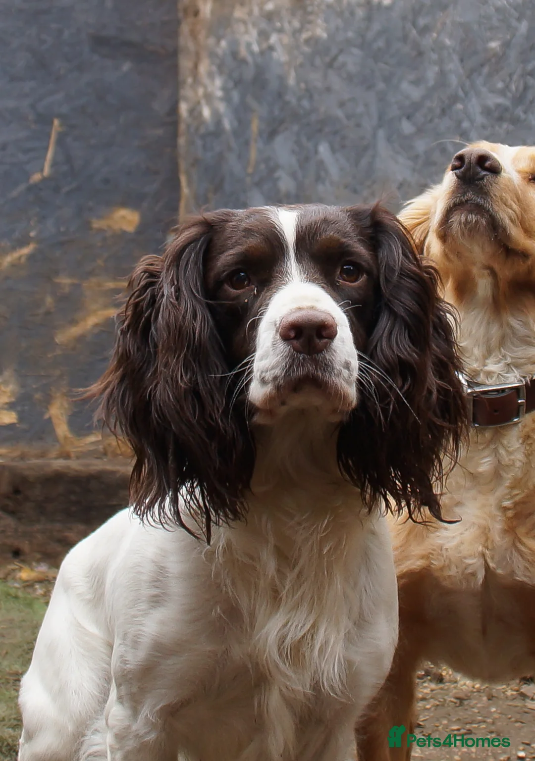 English Springer Spaniel dogs for stud: Proven KC registered Springer Spaniel for stud - Advert 1