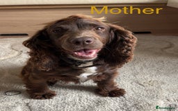 Cocker Spaniel dogs for sale: Cocker spaniel puppies  - Image 16