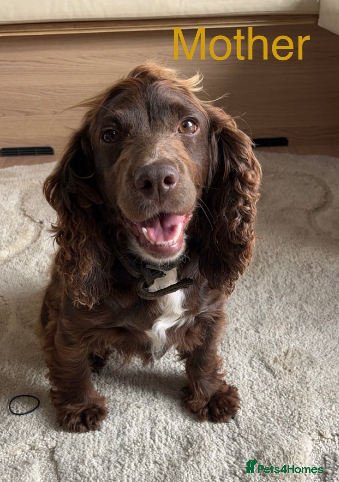 Cocker Spaniel dogs for sale: Cocker spaniel puppies  - Image 16