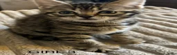 Mixed Breed cats for sale: Bengal cross Kittens for sale inc White/ Cream in Petworth - Advert 13