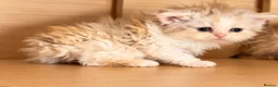 Selkirk Rex cats for sale: Beautiful litter of longhair Selkirk Rex kittens - Advert 17