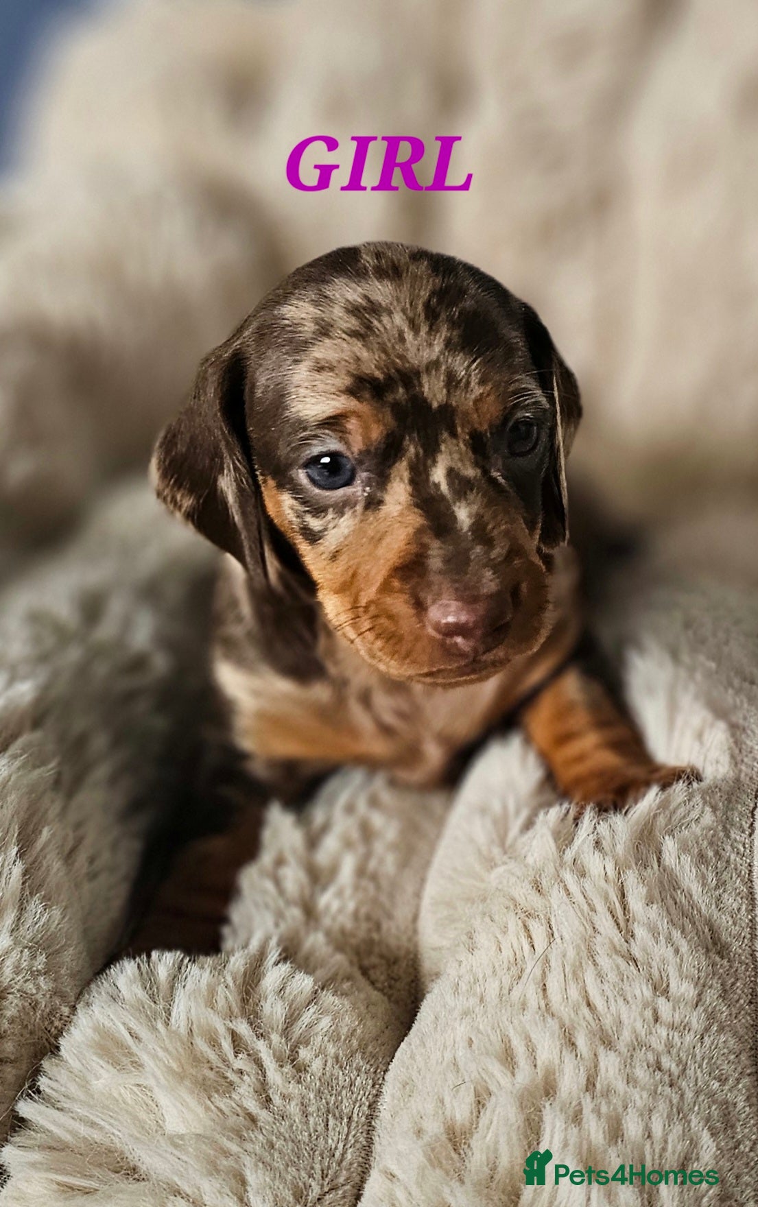 Dachshund dogs Stunning puppies, kc registered parents  - Advert 2