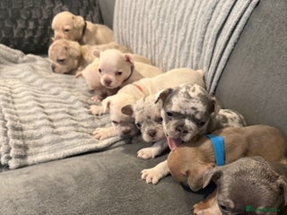 French Bulldog dogs French Bulldog Puppies–Looking for Forever Homes - Advert 1