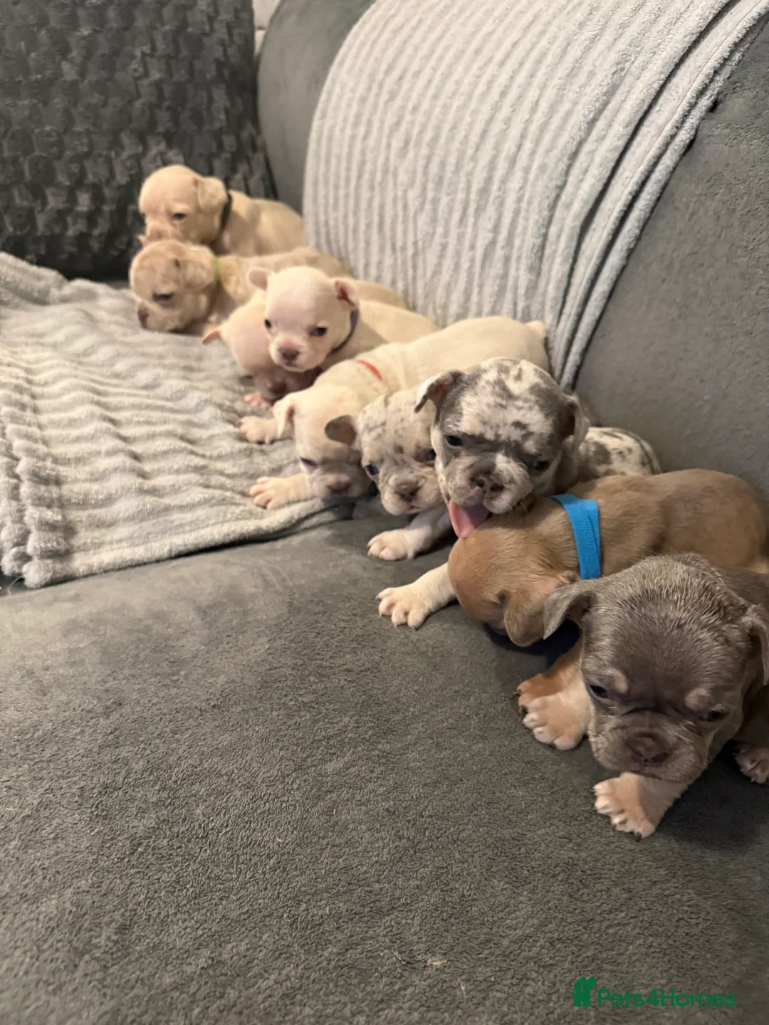 French Bulldog dogs for sale: Vaccine and Micro Chipped French Bulldog Puppies - Advert 1