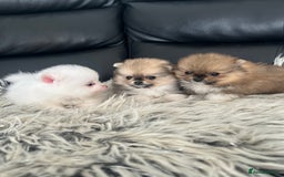 Pomeranian dogs for sale: 🐻Stunning 🤩 Champion Line🏅Teddy Face 🧸 - Image 14