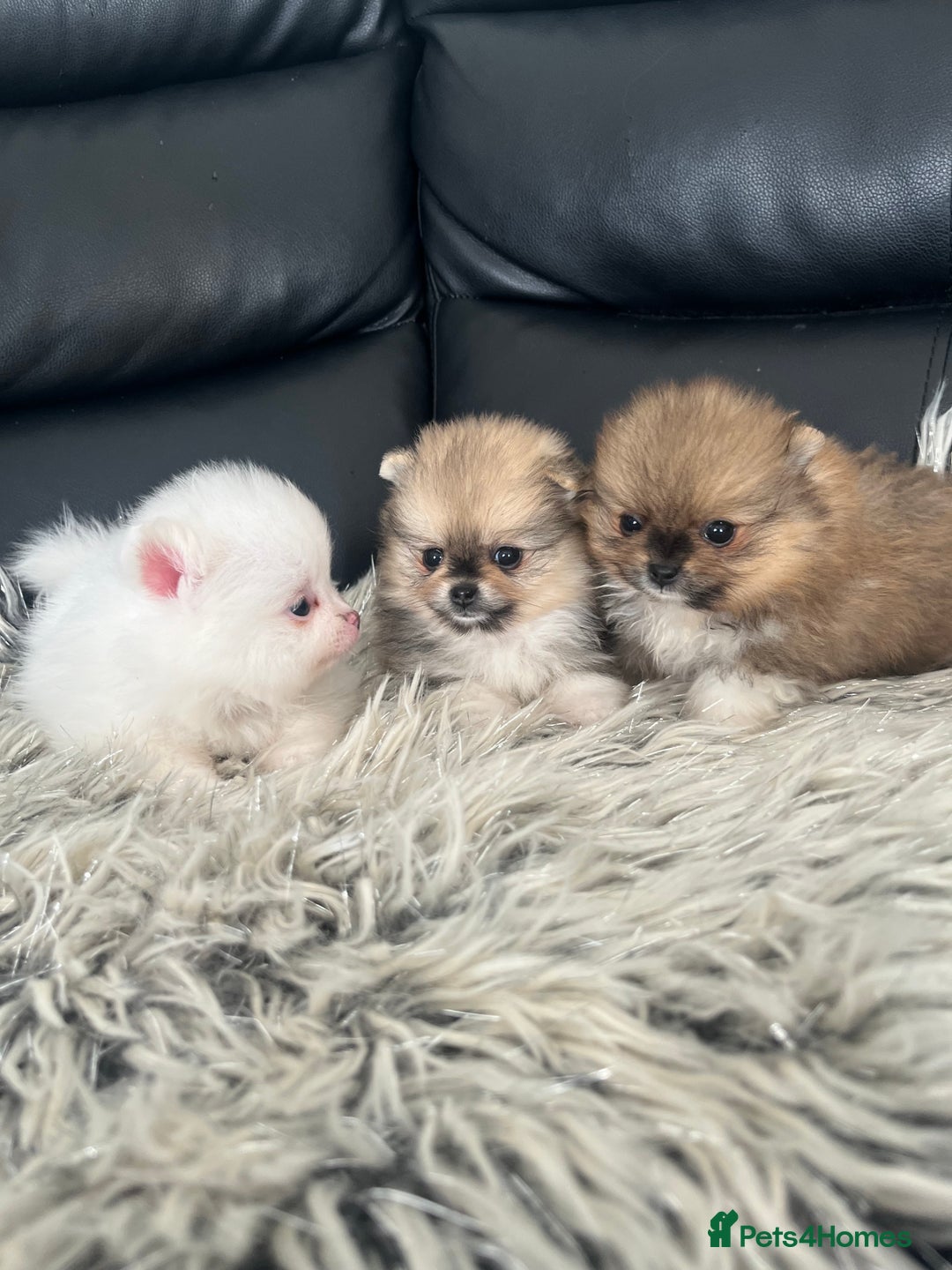 Pomeranian dogs for sale: 🐻Stunning 🤩 Champion Line🏅Teddy Face 🧸 - Image 14