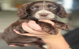 Cocker Spaniel dogs for sale: Cocker spaniel  - Image 1