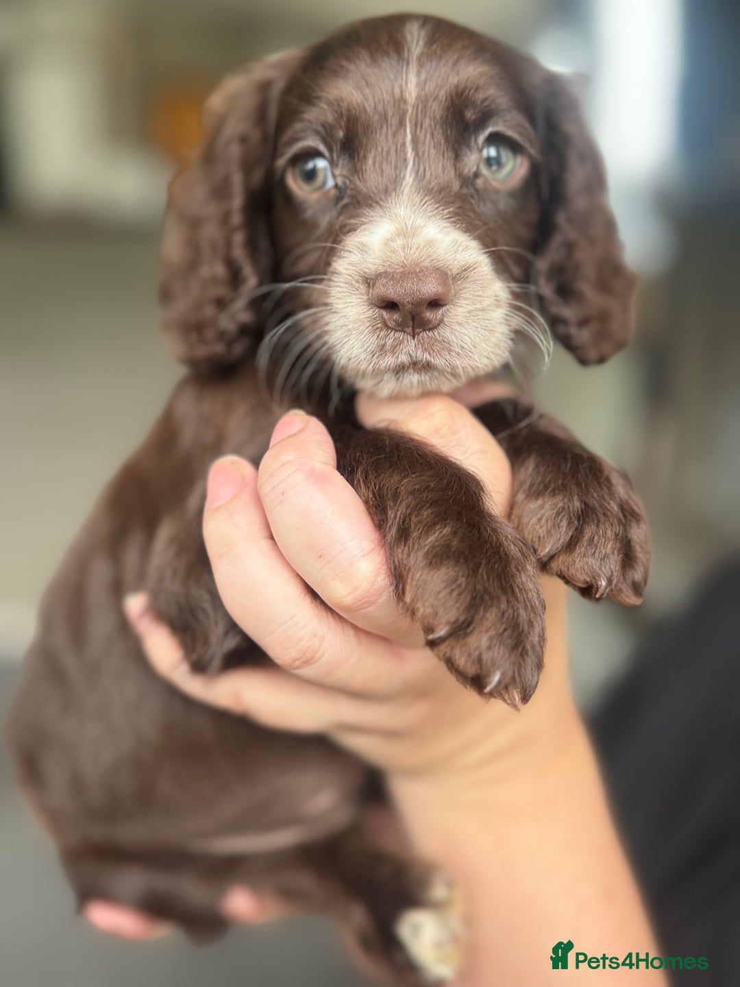 Cocker Spaniel dogs for sale: Cocker spaniel  - Image 1
