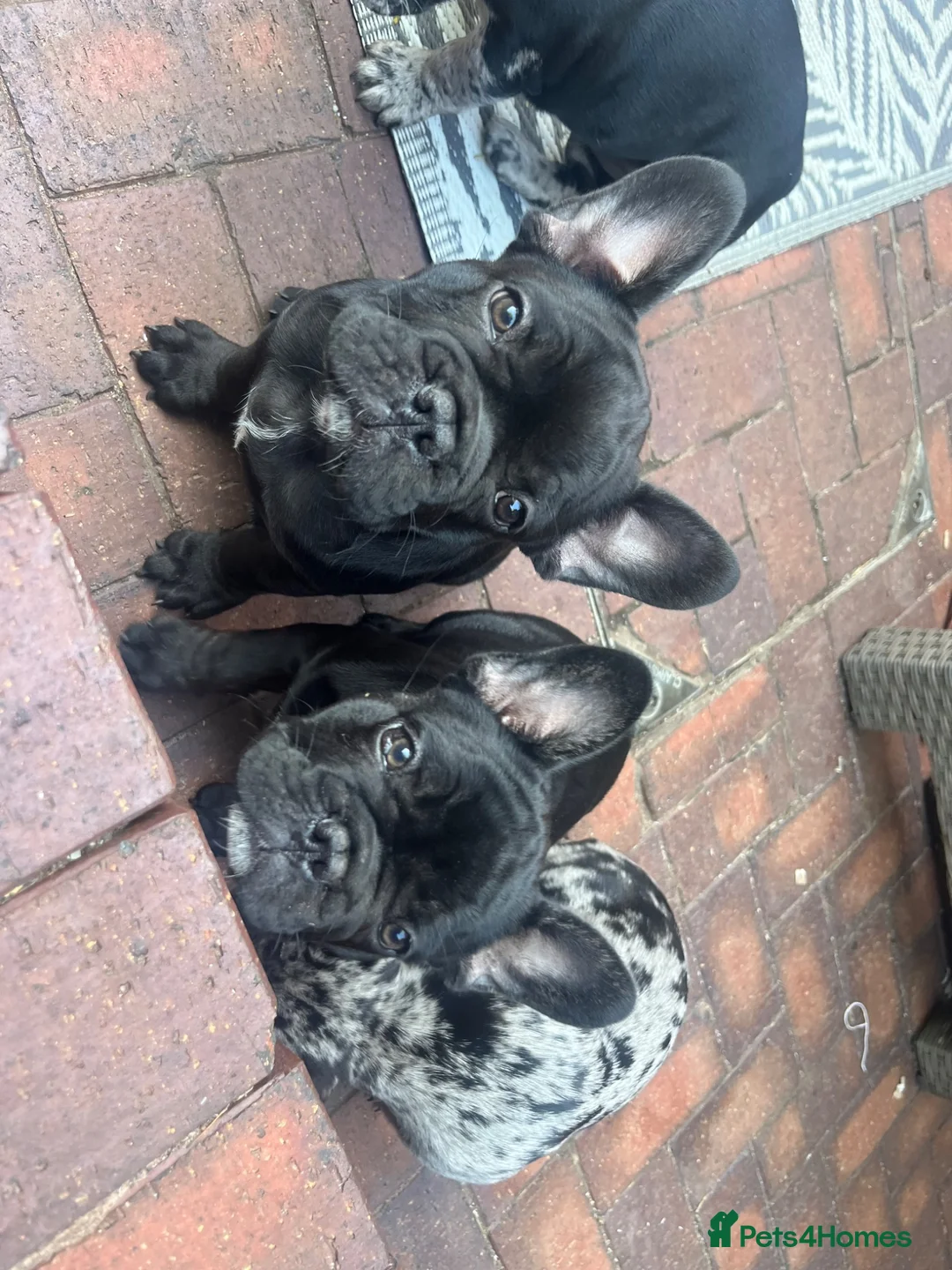French Bulldog dogs for sale: Beautiful French bulldog puppies - Advert 1
