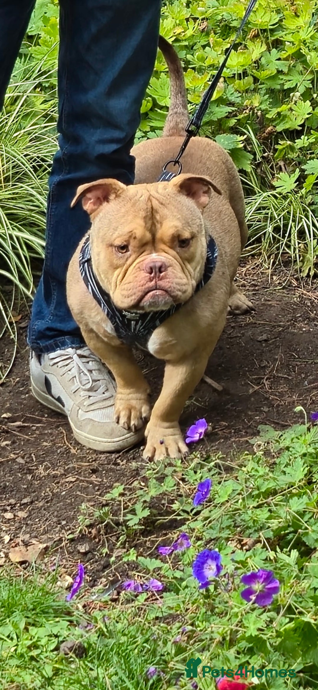 Mixed Breed dogs for sale: Pocket bully neutered male  - Image 1