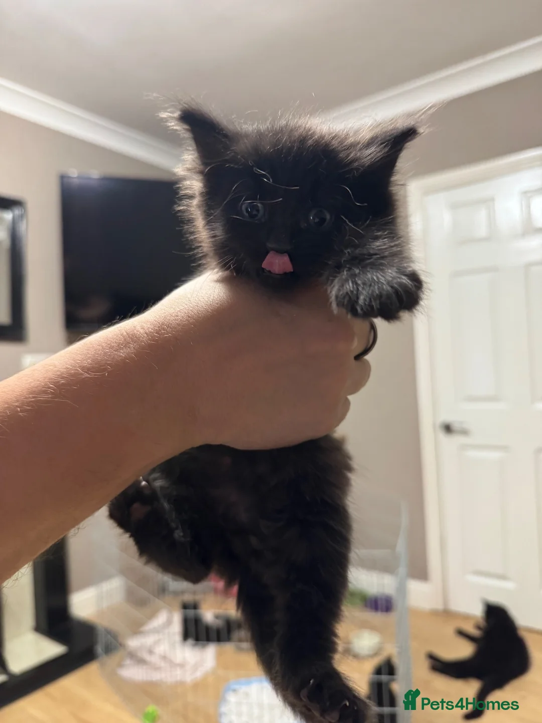 Mixed Breed cats for sale: Gorgeous black kittens  - Advert 1