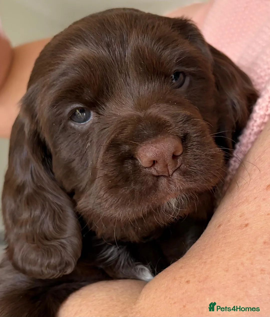 Cocker Spaniel dogs for sale: Adorable healthy Cocker Spaniel puppies - Advert 22