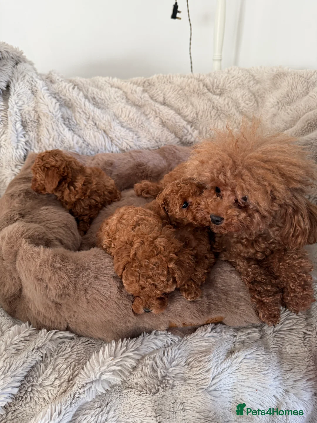 Toy Poodle dogs for sale: Outstanding KC reg Red Toy Poodles  - Advert 19