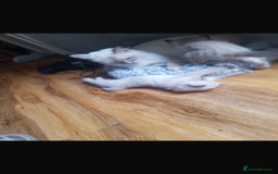 Ragdoll cats for sale: Half rag doll for sell  - Image 6