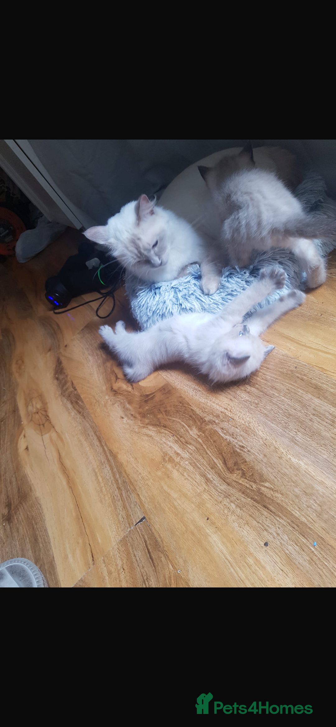 Ragdoll cats for sale: Half rag doll for sell  - Image 6