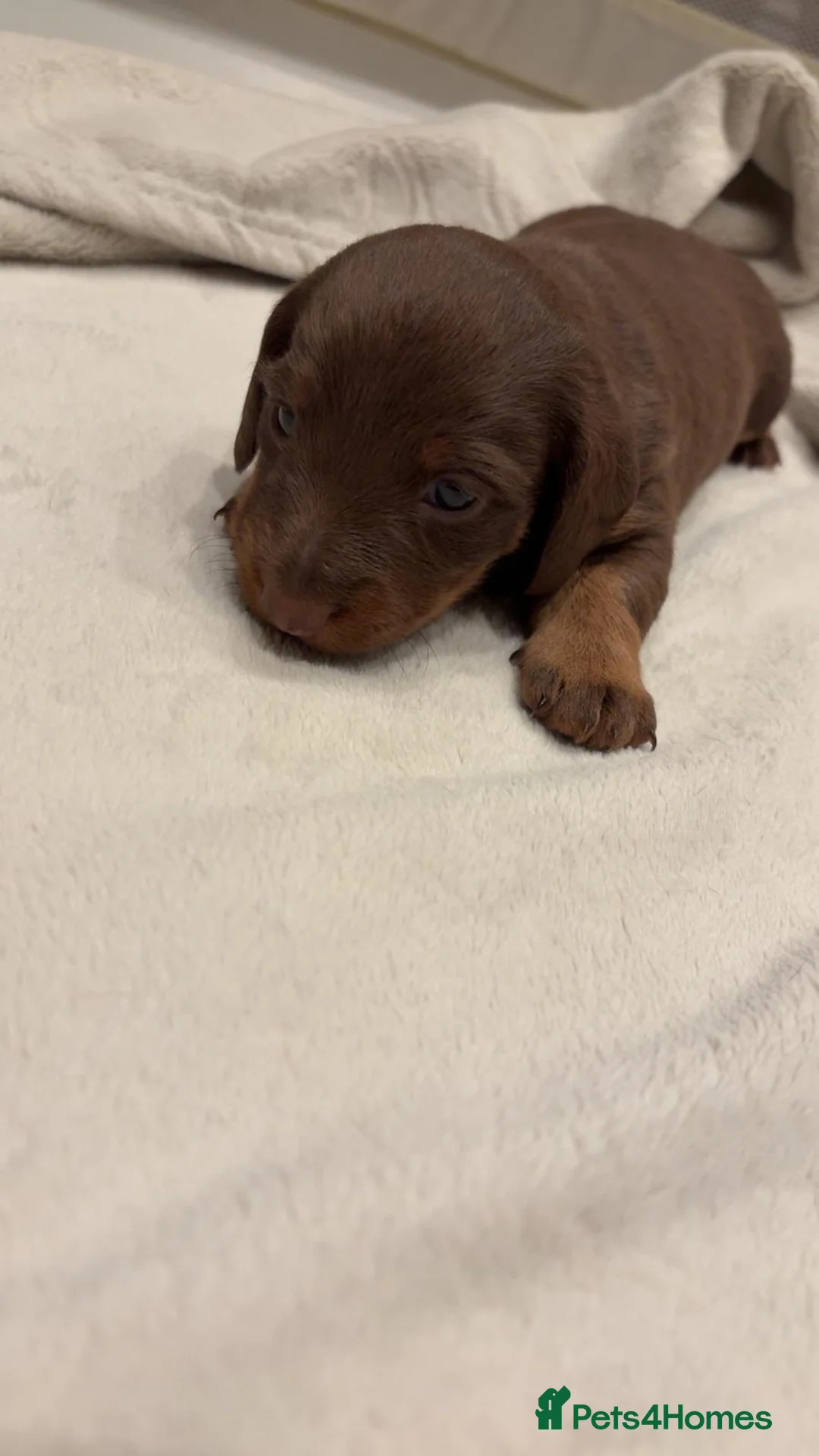 Miniature Dachshund dogs for sale: Adorable Dachshund Puppies available - Advert 4