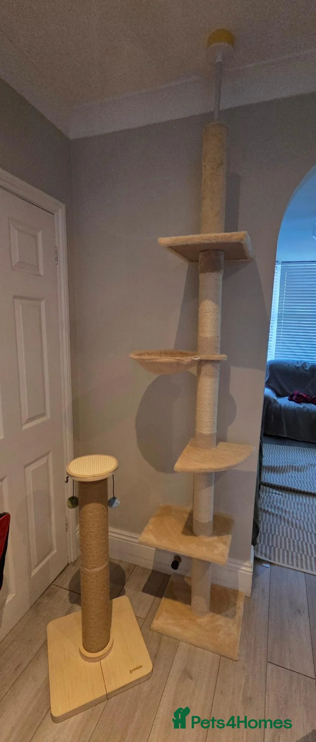Mixed Breed cats for sale: 2 Beautiful kittens PLUS everything you need - Advert 2