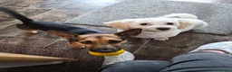 Jack Russell dogs for sale: Gus: Affectionate Jack Russell Seeks Loving Home - Advert 36