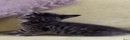 Mixed Breed cats for sale: LAYLA’S GORGEOUS LITTER OF FIVE 🐱 🐈 🐈‍⬛ 🐱 🐈  - Advert 19