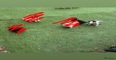 Mixed Breed dogs Chihuahua cross Norfolk terrier puppys - Advert 10