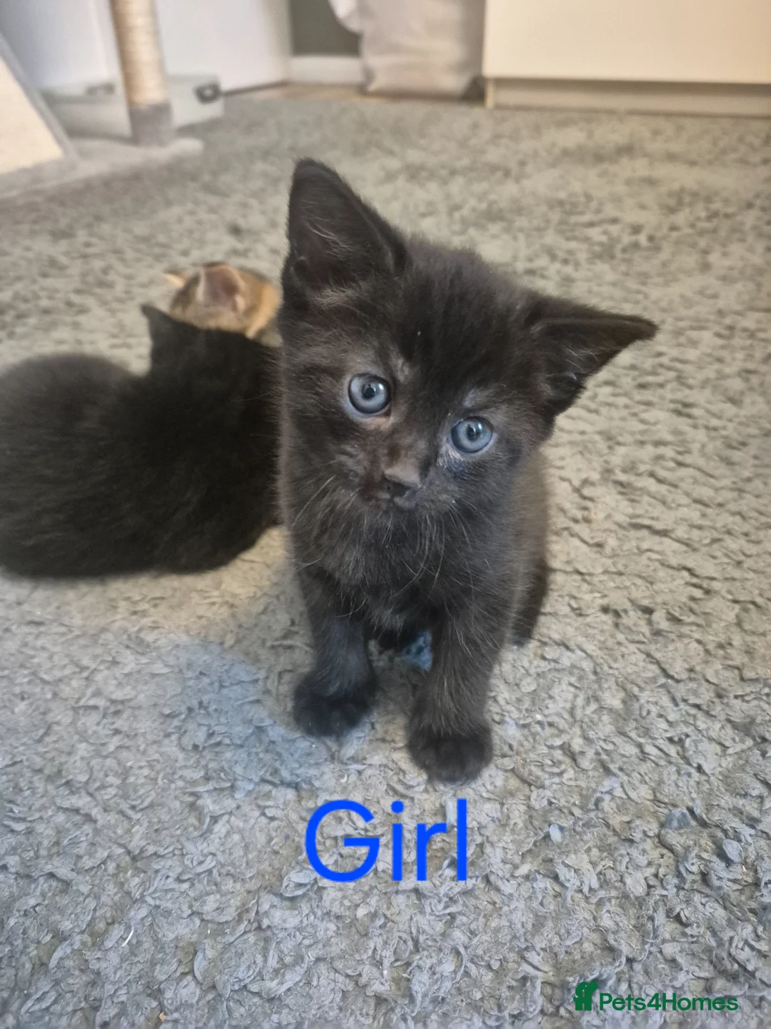 Mixed Breed cats for sale: Two black kittens Girl and Boy - Advert 2