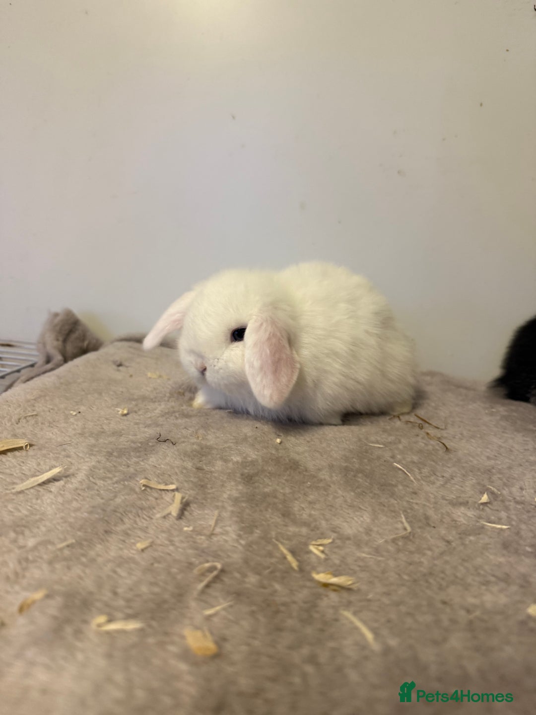 Mini Lop rabbits for sale: Pure mini lops rabbits ready end of December  - Advert 6