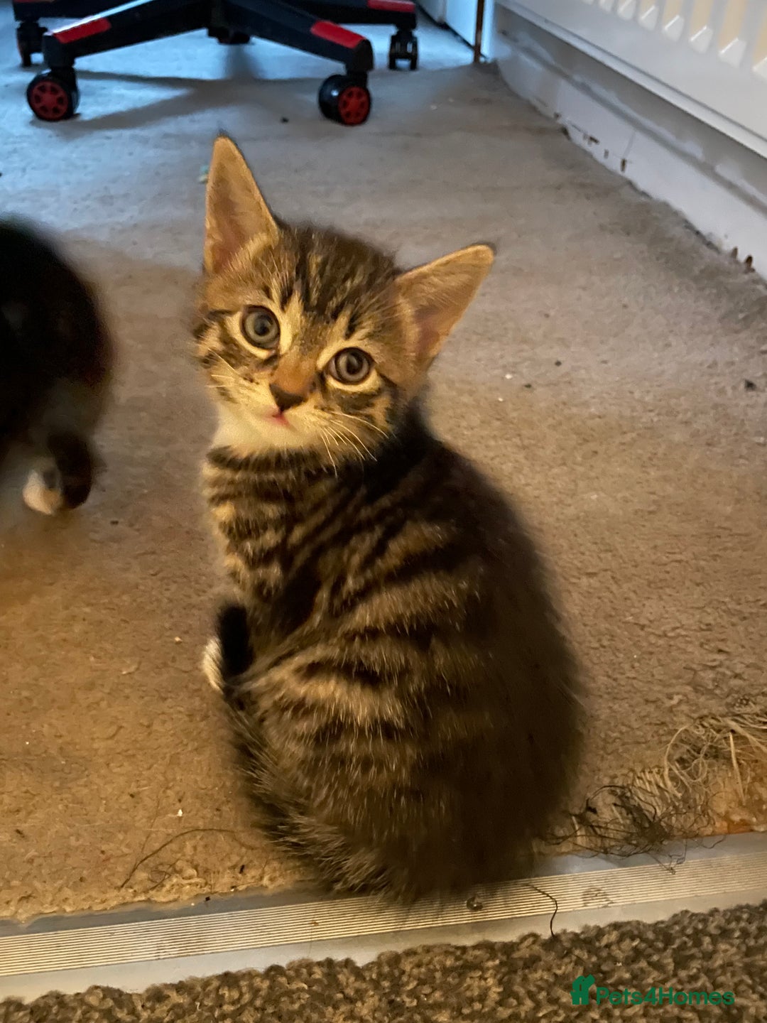 Mixed Breed cats for sale: Kittens for sale - Advert 6