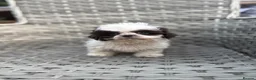 Shih Tzu dogs for sale: Kennel Club Reg Unique Blue & White Parti Female - Advert 5