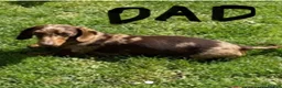 Miniature Dachshund dogs for sale: Miniature dachshunds in Wells - Advert 4