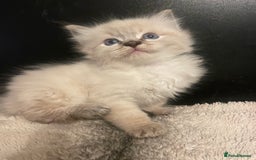Ragdoll cats for sale: Lnyx male Ragdoll’s ready soon  - Advert 14