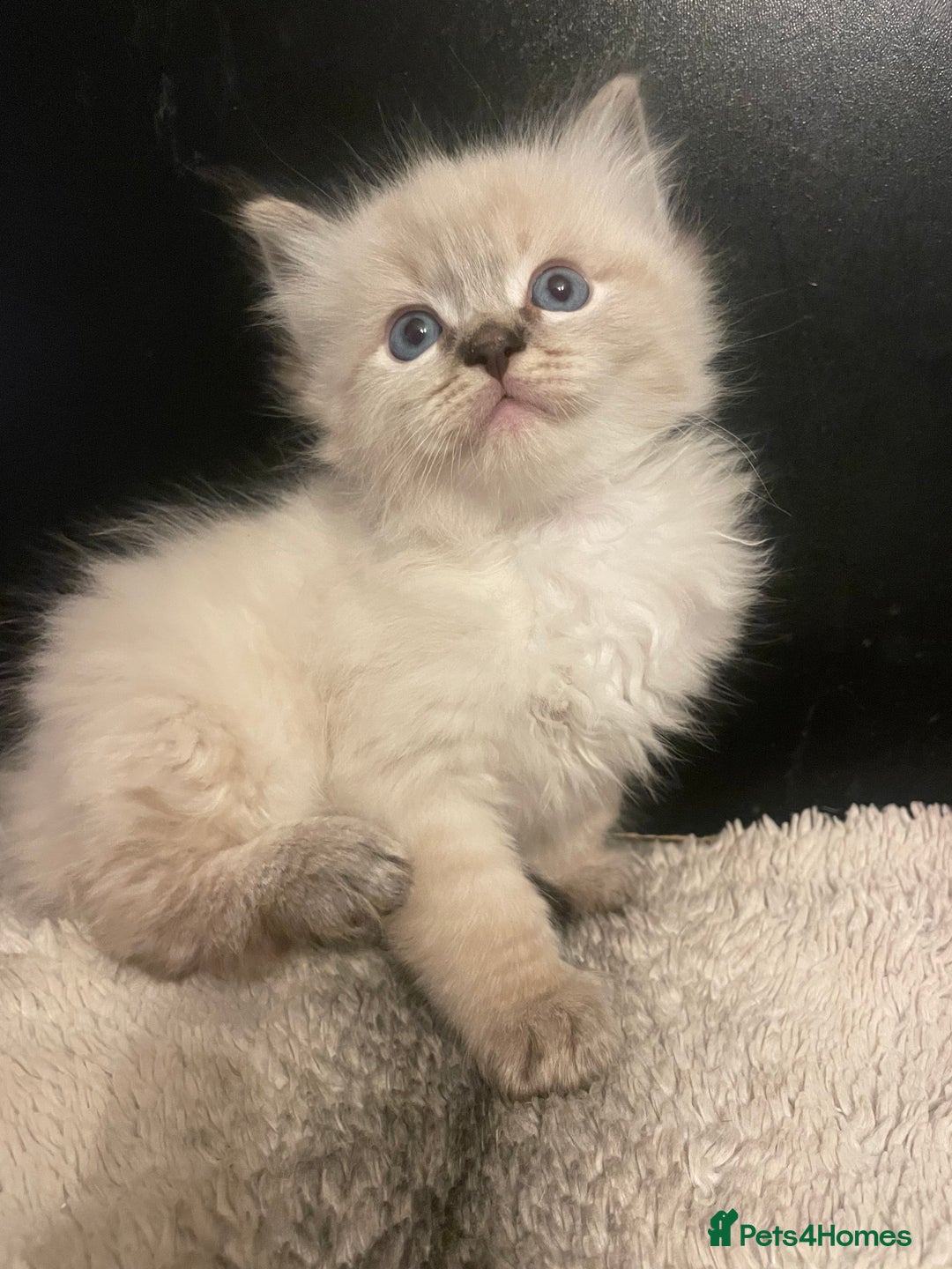 Ragdoll cats for sale: Lnyx male Ragdoll’s ready soon  - Advert 14