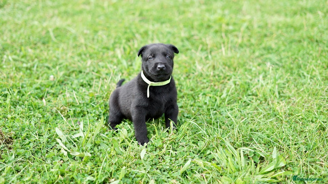 Belgian Shepherd Dog dogs for sale: Belgian Mallinois pups due - Advert 5