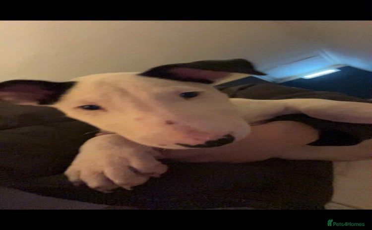 English Bull Terrier dogs - Advert 1