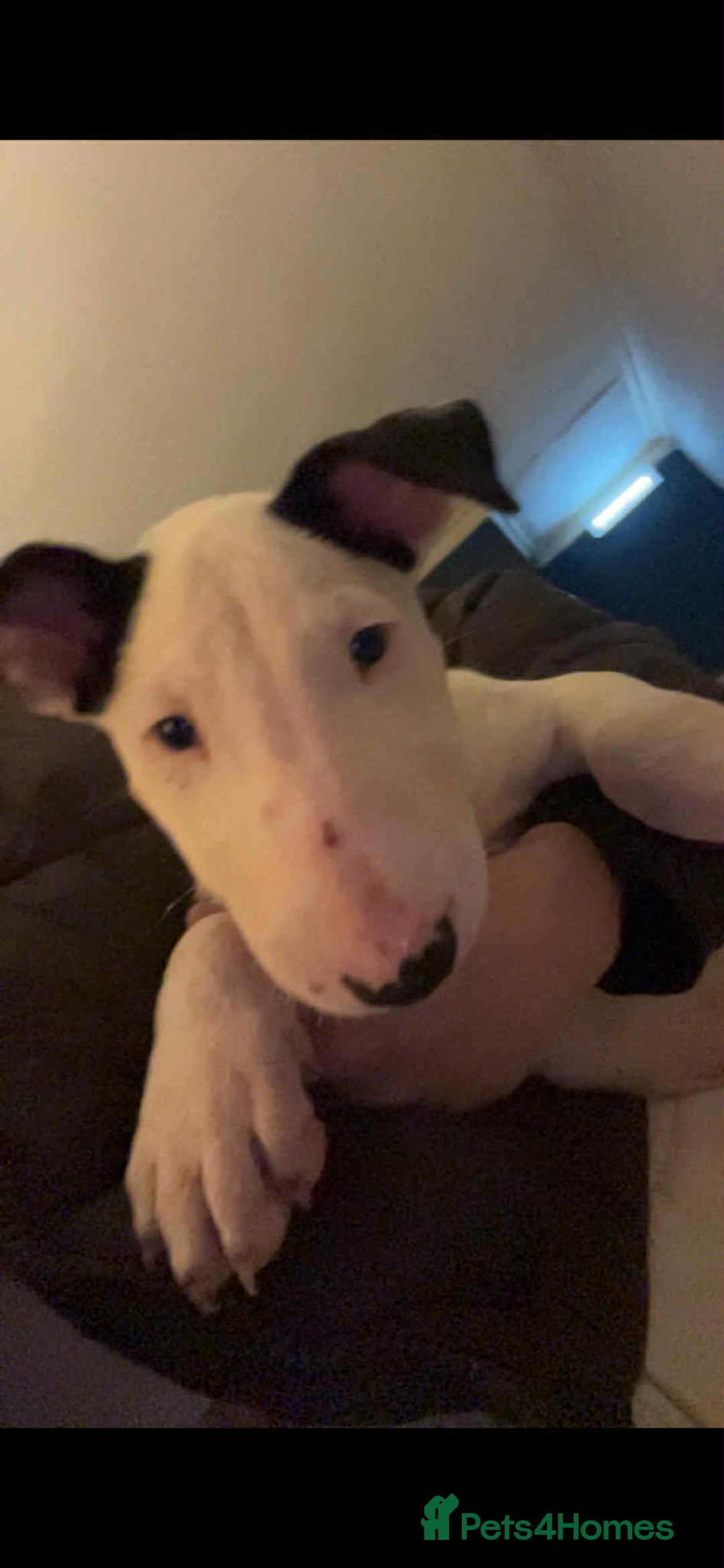 English Bull Terrier dogs for sale: The last 2x EBT Babies... - Image 1
