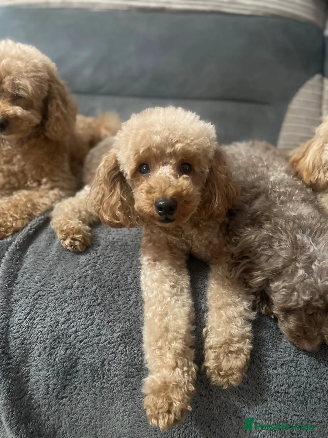 Toy Poodle dogs for sale: Pure Bred Toy Poodles KC Registered  - Advert 16