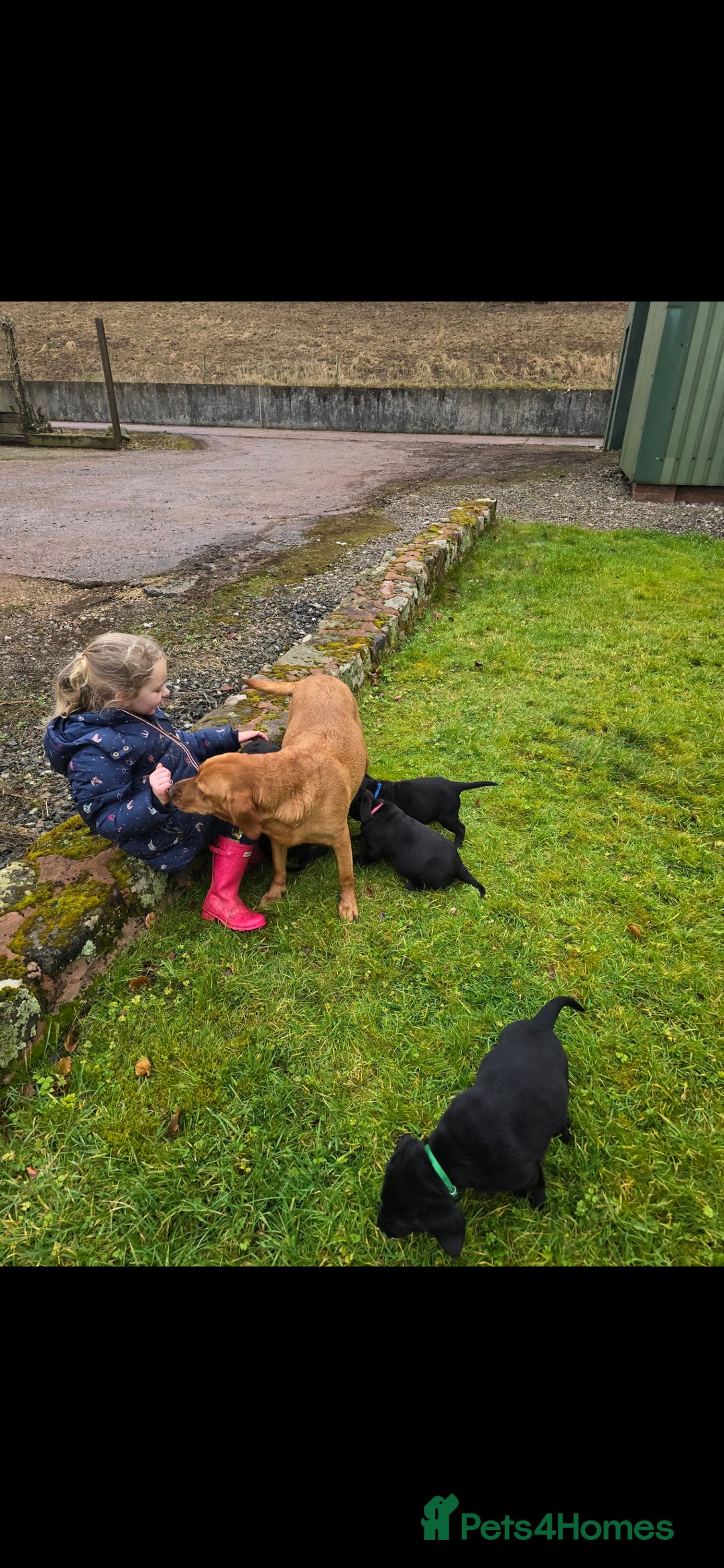 Labrador Retriever dogs for sale: KC Reg Labrador Puppies - Therapy Dog Mum - Image 6