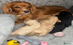 Cavapoo dogs for sale: Beautiful F1 Cavapoo Puppies  - Image 13