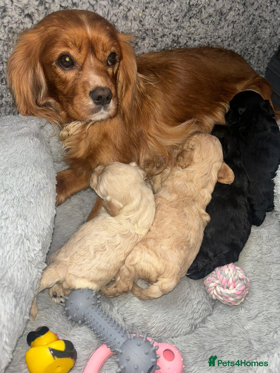 Cavapoo dogs for sale: Beautiful F1 Cavapoo Puppies  - Image 13