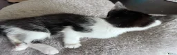 Mixed Breed cats for sale: 6 Adorable Tortie Mixed breed Kittens - Advert 12