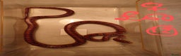 Snake reptiles for sale: My collection of corn snakes. - Advert 14