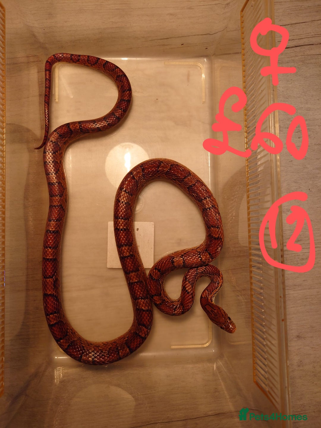 Snake reptiles for sale: My collection of corn snakes. - Advert 14