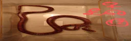 Corn Snake reptiles for sale: Corn snake - Advert 19
